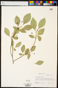 Ilex longipes image