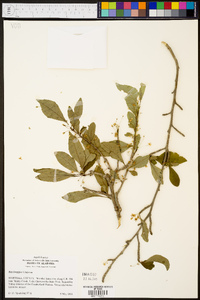 Ilex longipes image