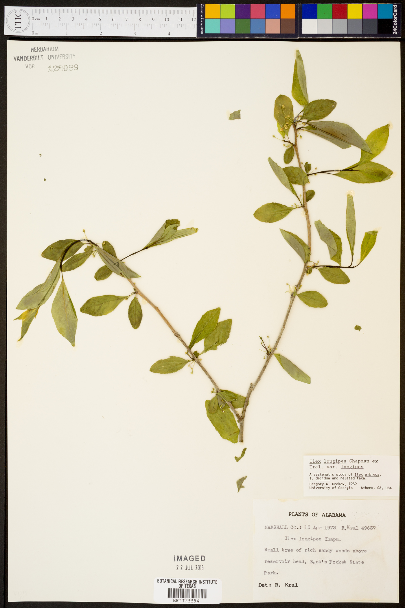 Ilex longipes image