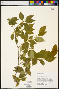 Ilex montana image