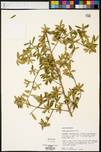 Ilex myrtifolia image