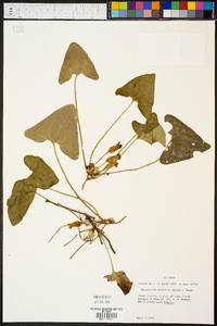 Hexastylis arifolia image