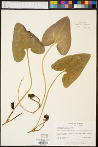 Hexastylis arifolia image