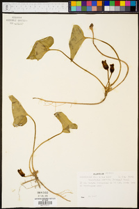 Hexastylis arifolia image