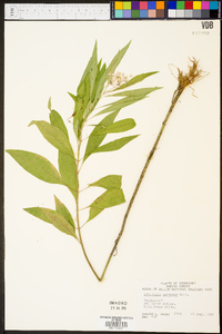 Asclepias perennis image