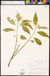 Asclepias perennis image