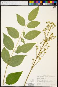 Aralia spinosa image