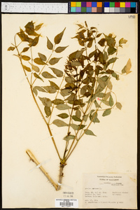 Aralia spinosa image