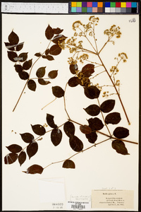 Aralia spinosa image