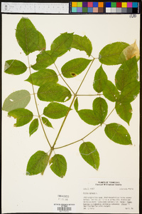 Aralia spinosa image