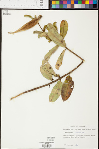 Asclepias obovata image