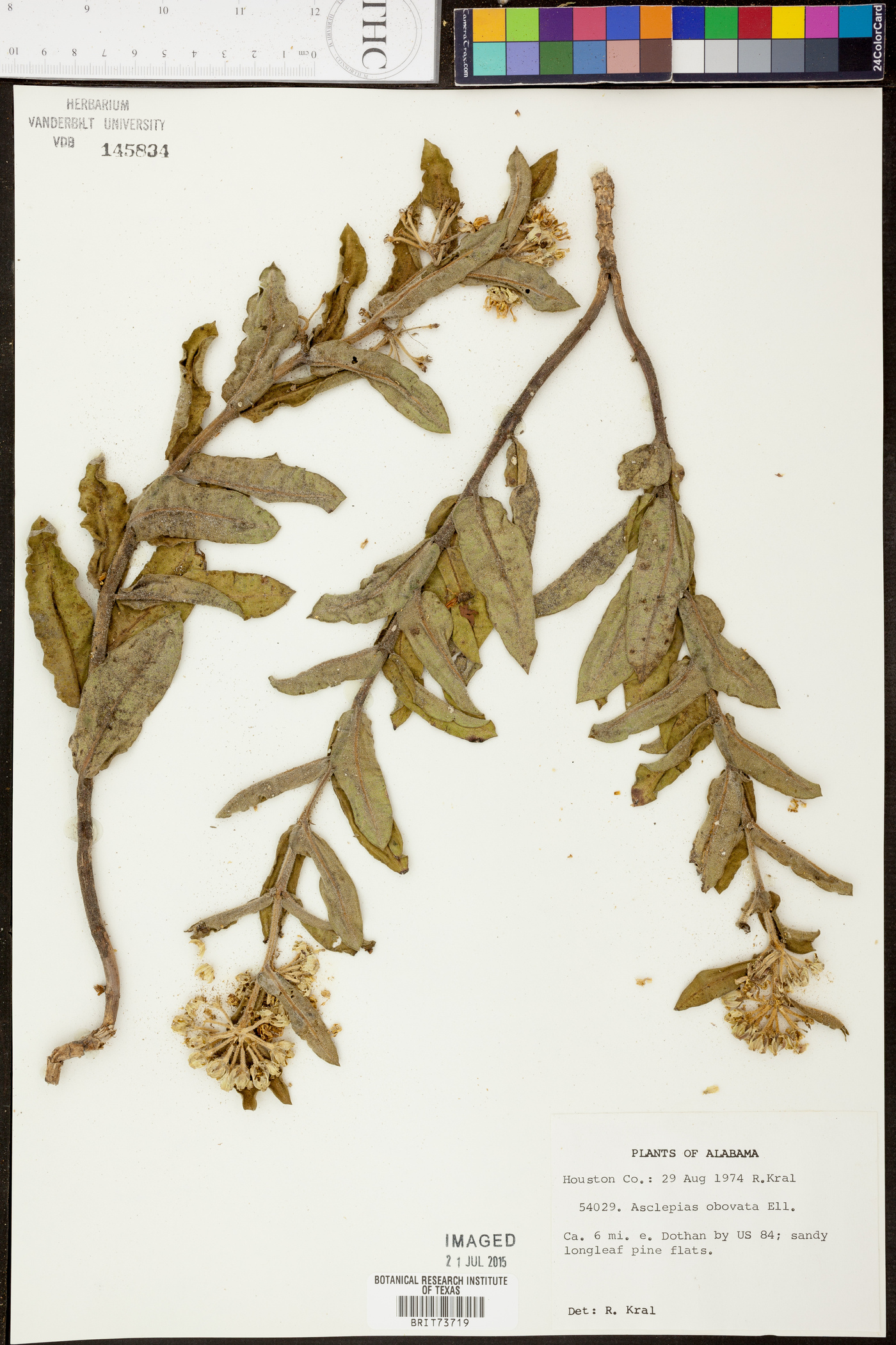 Asclepias obovata image