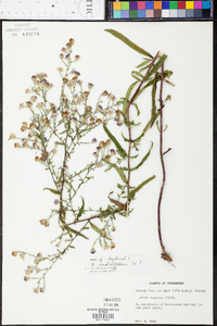 Aster acuminatus image