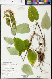 Aster chlorolepis image