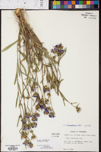 Aster hemisphericus image