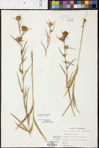 Aster hemisphericus image