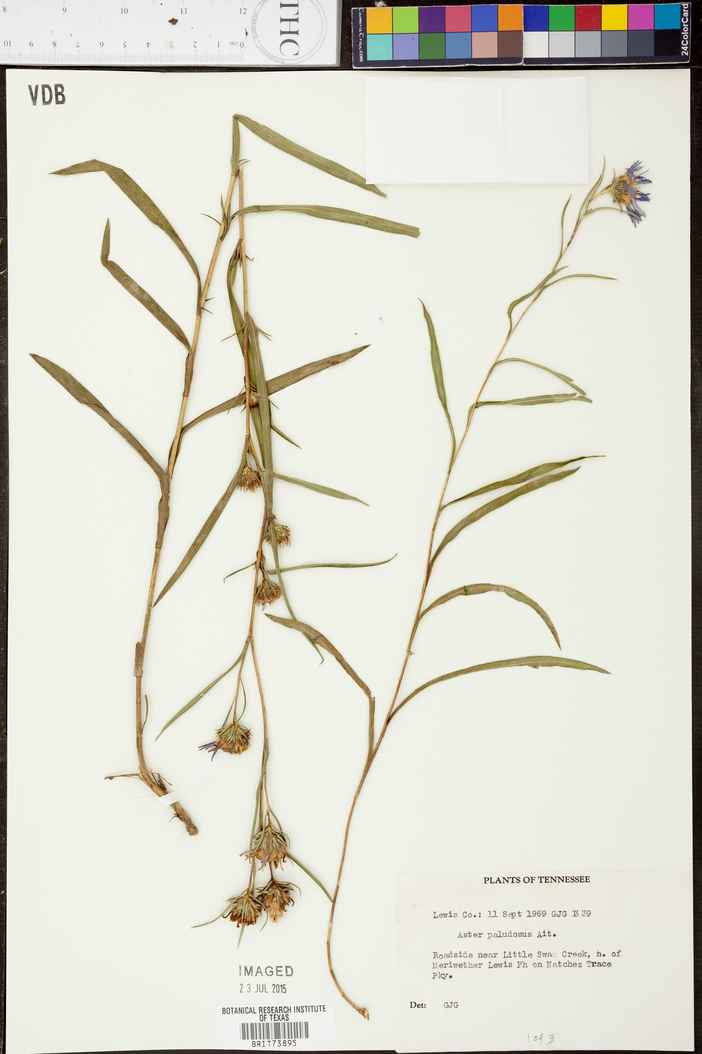Aster hemisphericus image