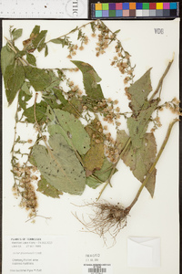 Symphyotrichum drummondii image