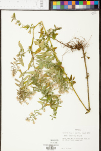 Symphyotrichum ontarionis image