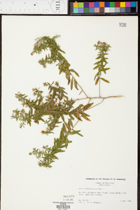 Symphyotrichum oblongifolium image