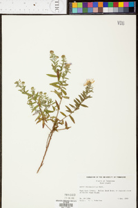 Symphyotrichum oblongifolium image