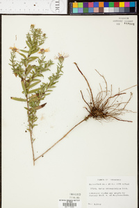 Symphyotrichum oblongifolium image