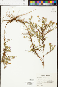 Aster priceae image