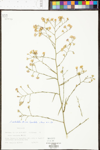 Symphyotrichum subulatum var. ligulatum image