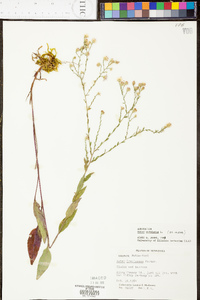 Symphyotrichum undulatum image