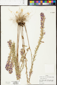 Aster concolor image