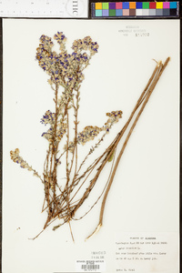 Aster concolor image