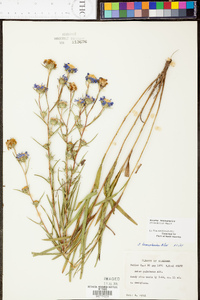 Aster hemisphericus image