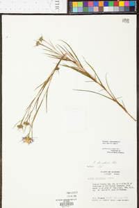 Aster hemisphericus image