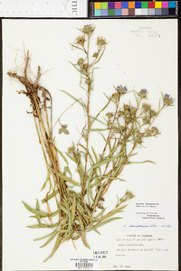 Aster hemisphericus image