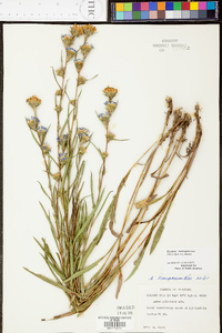 Aster hemisphericus image