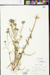 Aster hemisphericus image