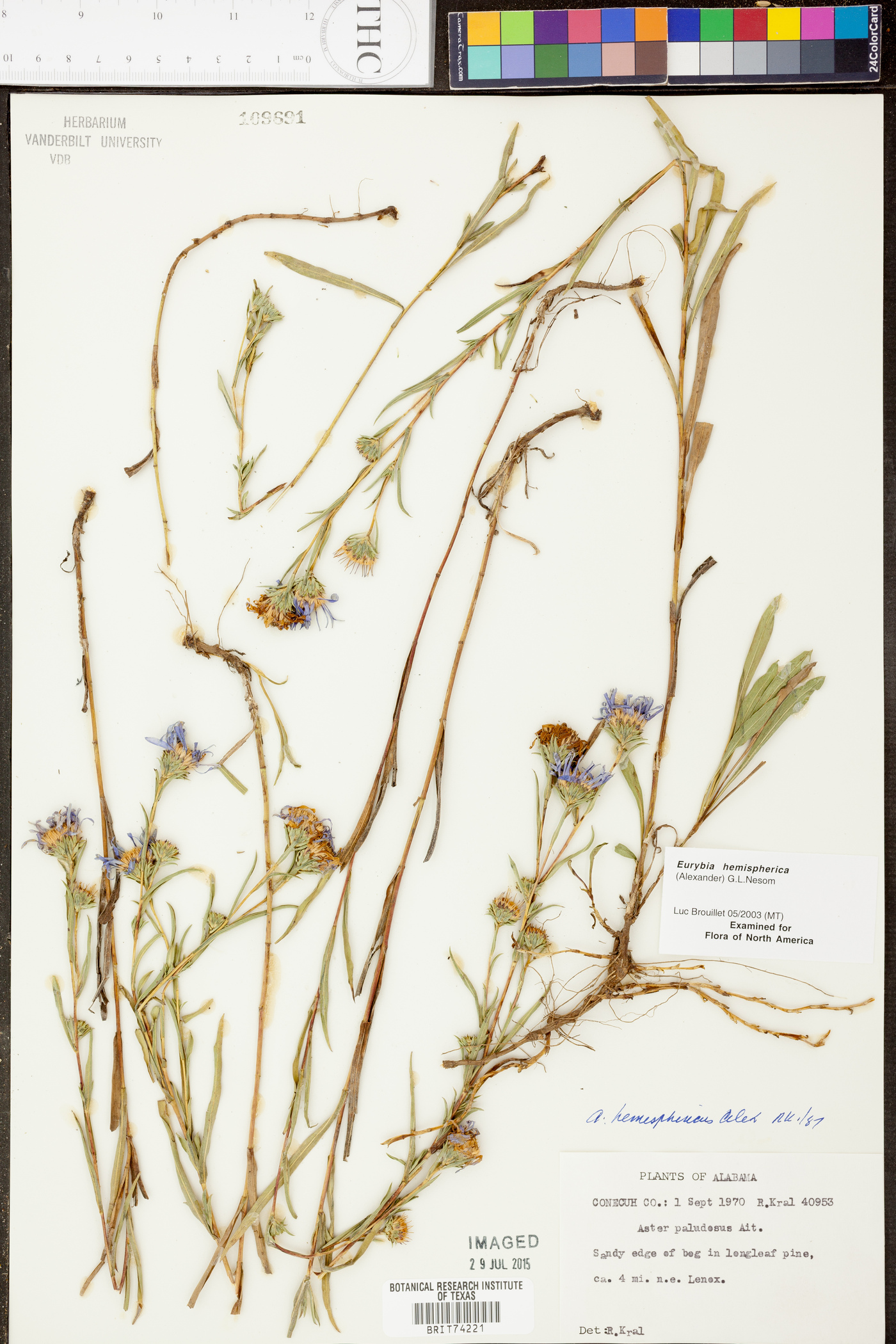 Aster hemisphericus image