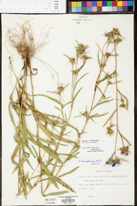 Aster hemisphericus image