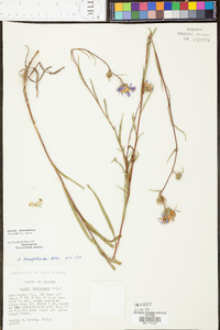 Aster hemisphericus image