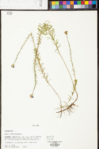 Ionactis linariifolia image