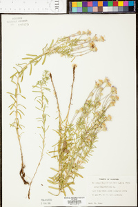 Ionactis linariifolia image