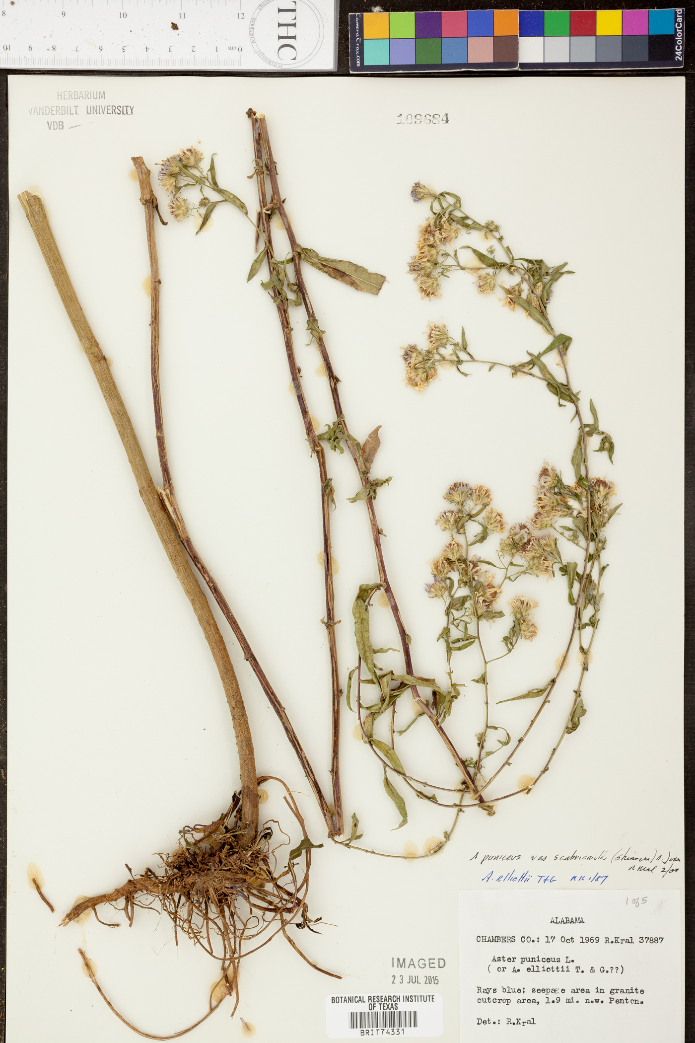 Symphyotrichum puniceum var. scabricaule image