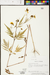 Bidens polylepis image