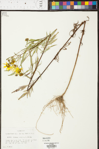 Bidens polylepis image