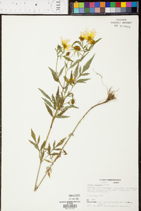 Bidens polylepis image