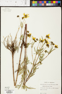 Bidens polylepis image