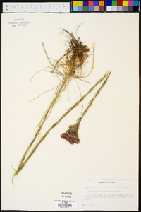 Carphephorus pseudoliatris image