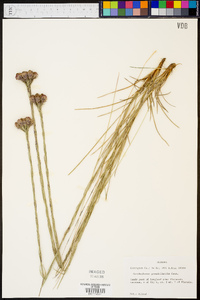 Carphephorus pseudoliatris image