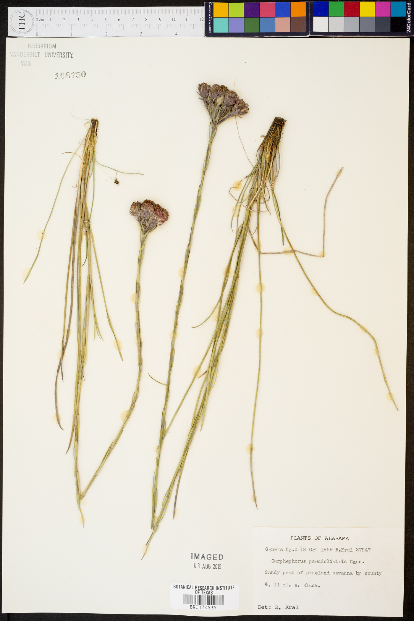 Carphephorus pseudoliatris image