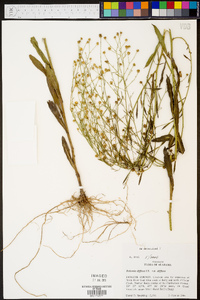 Boltonia diffusa image